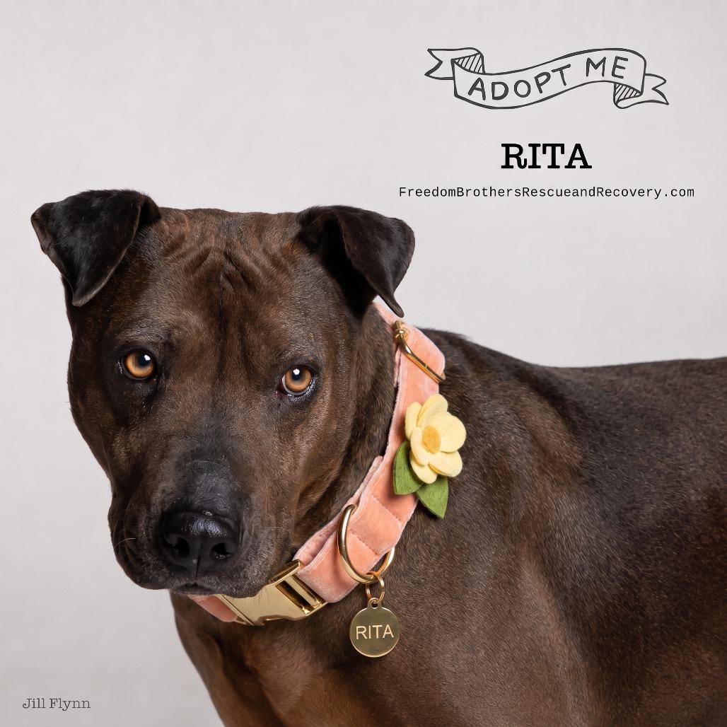 Enlarge Rita, a Adoptable mixed breed in Phoenix, AZ image 1/6