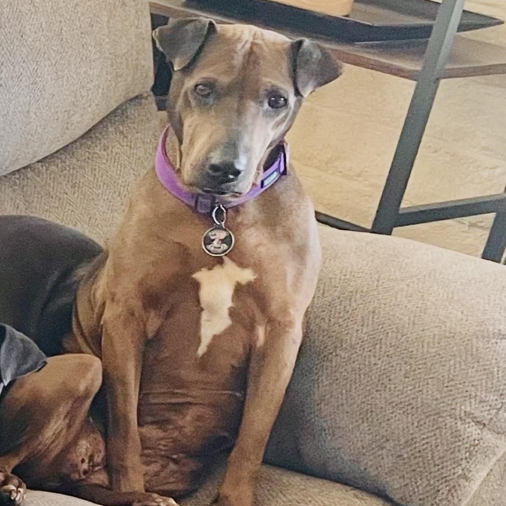 Negrita, Adoptable, Senior Female Shar-Pei & Mixed Breed.