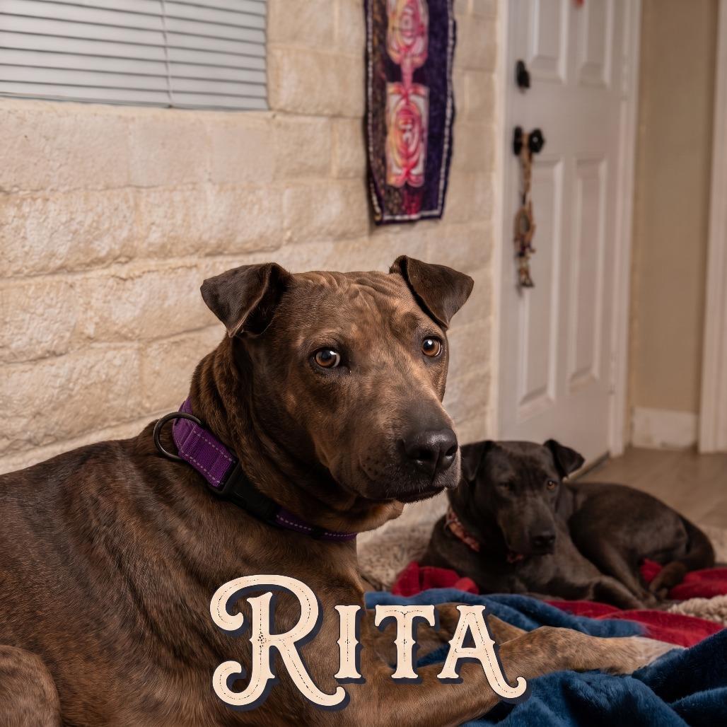Enlarge Rita, a Adoptable mixed breed in Phoenix, AZ image 4/6