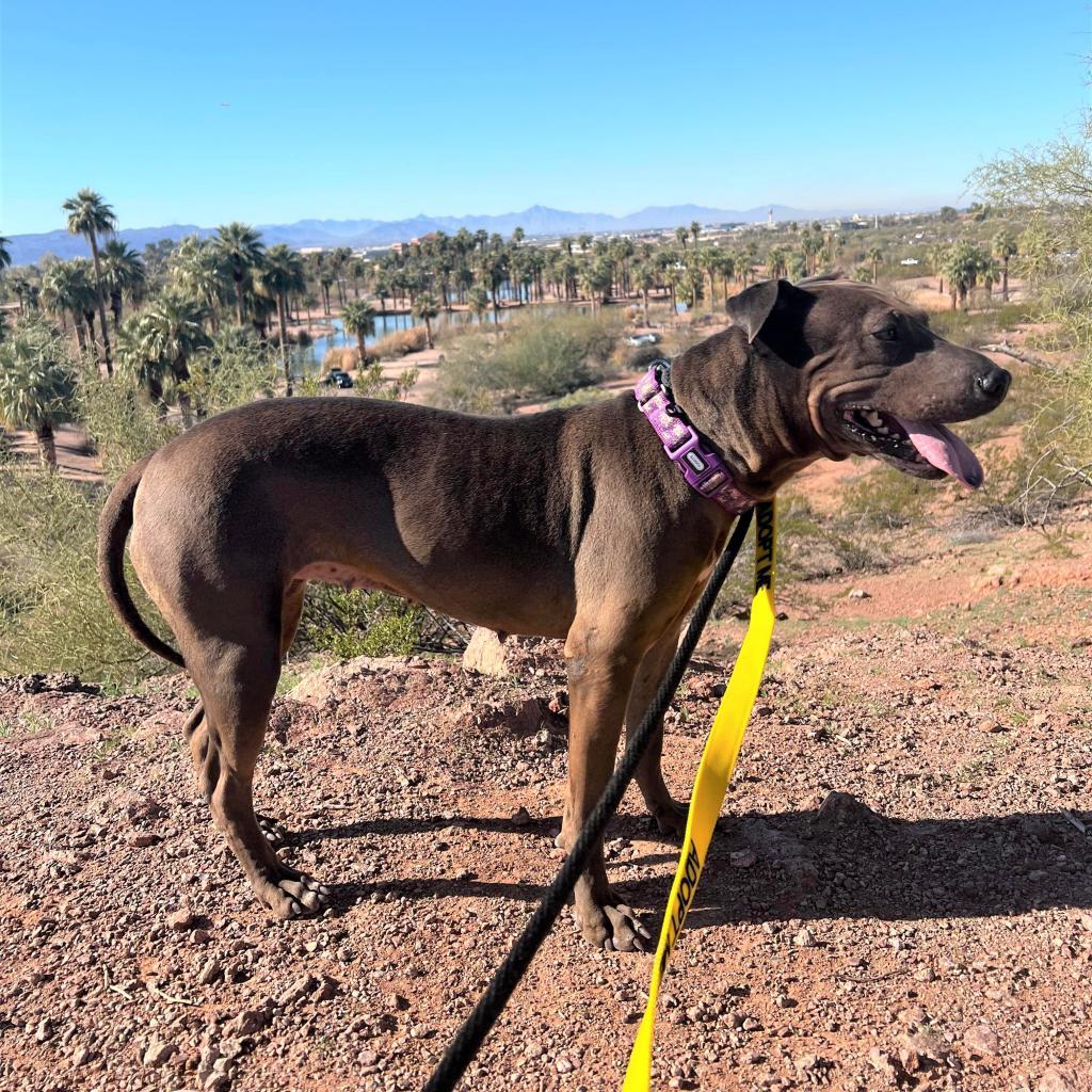 Negrita, a Adoptable mixed breed in Phoenix, AZ image 5/6