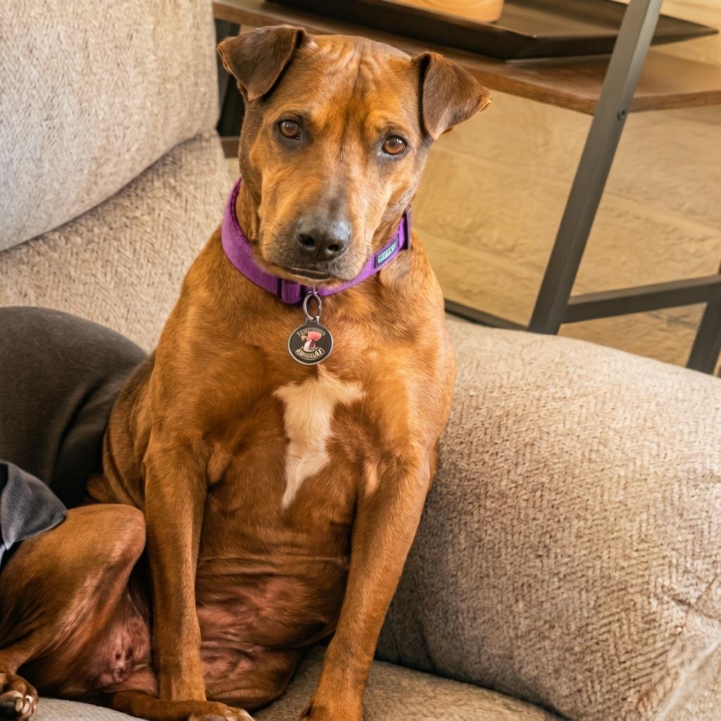 Enlarge Rita, a Adoptable mixed breed in Phoenix, AZ image 5/6