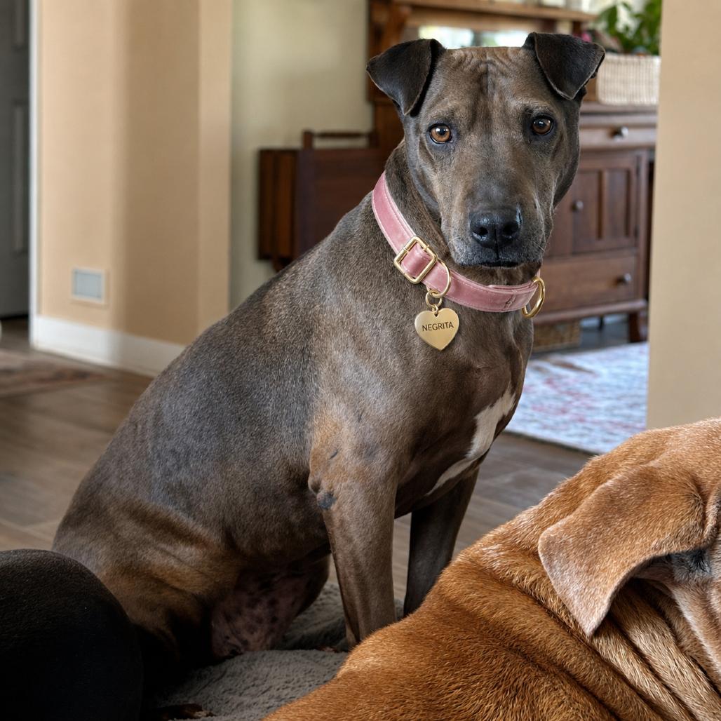 Enlarge Rita, a Adoptable mixed breed in Phoenix, AZ image 6/6
