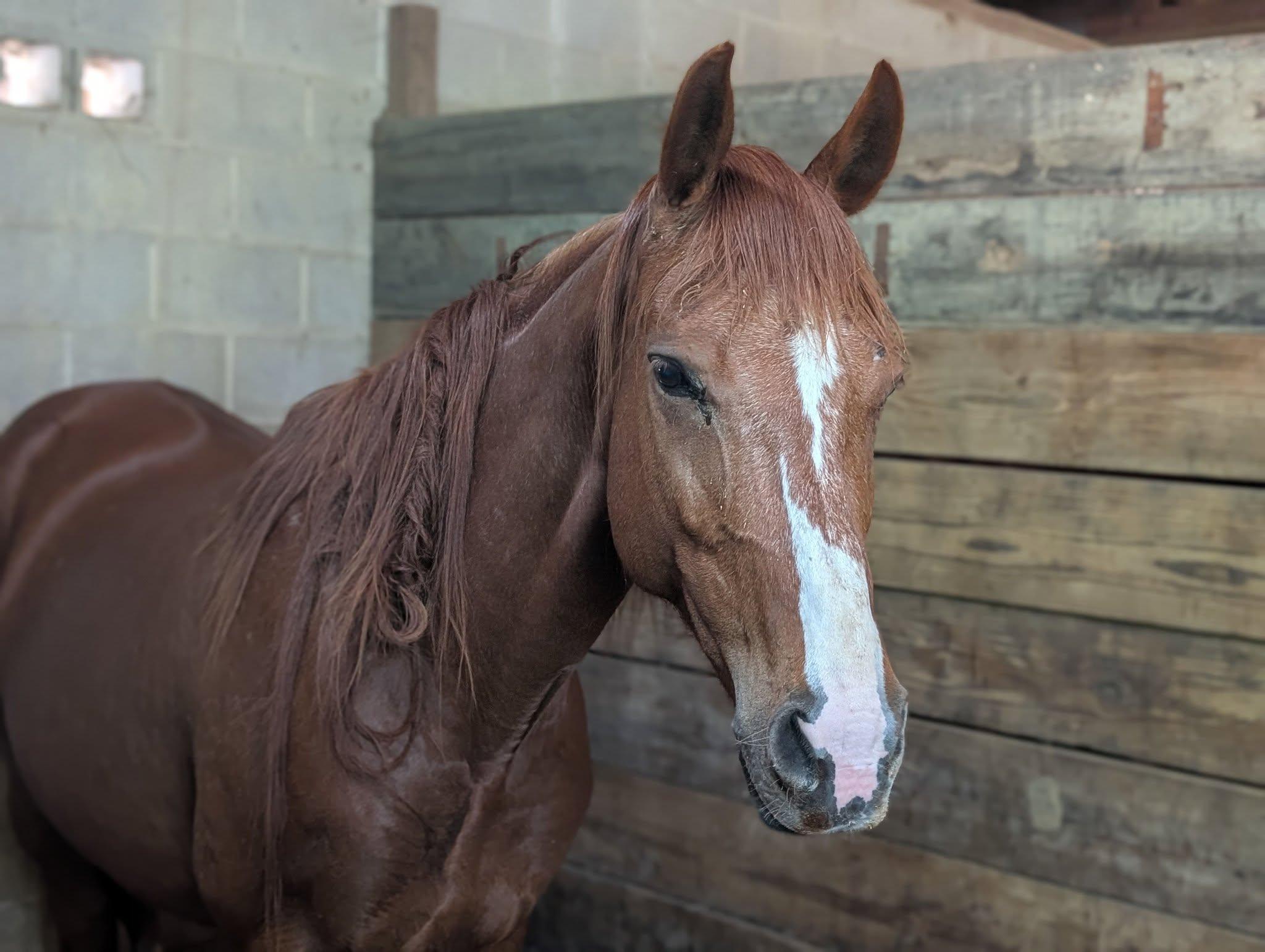 Enlarge Tori ATFO 2026 Diamond Division  , a Adoptable Thoroughbred in Huntington, WV image 4/5