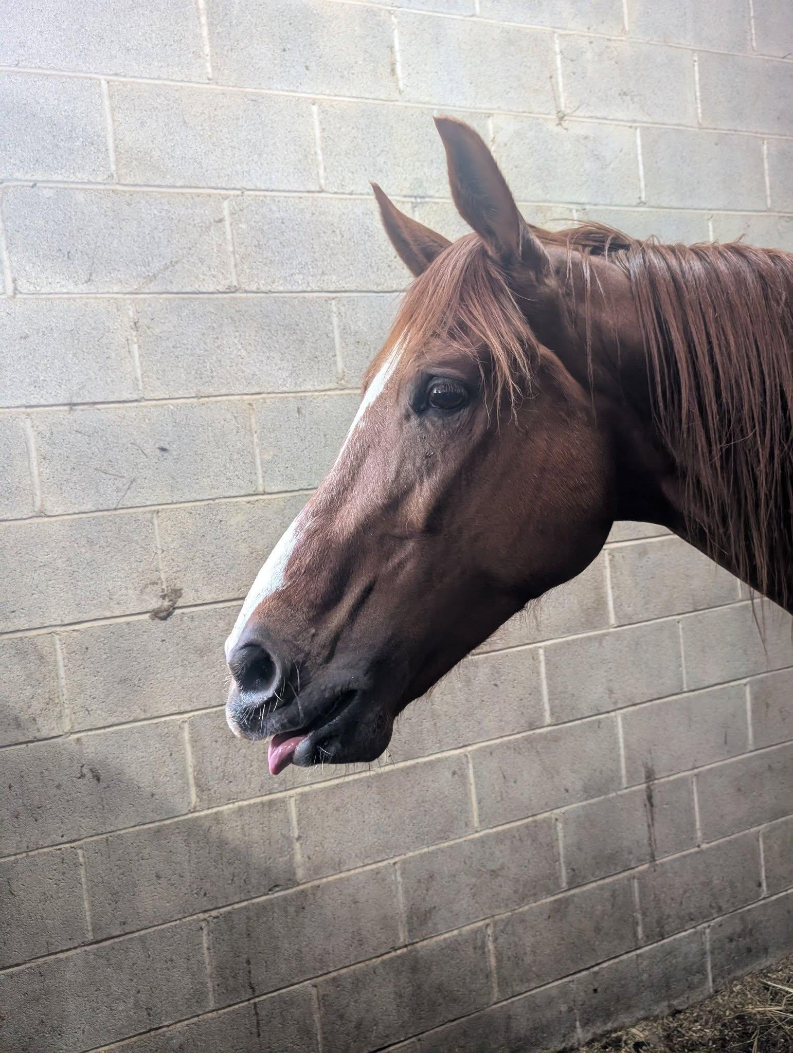 Enlarge Tori ATFO 2026 Diamond Division  , a Adoptable Thoroughbred in Huntington, WV image 3/5