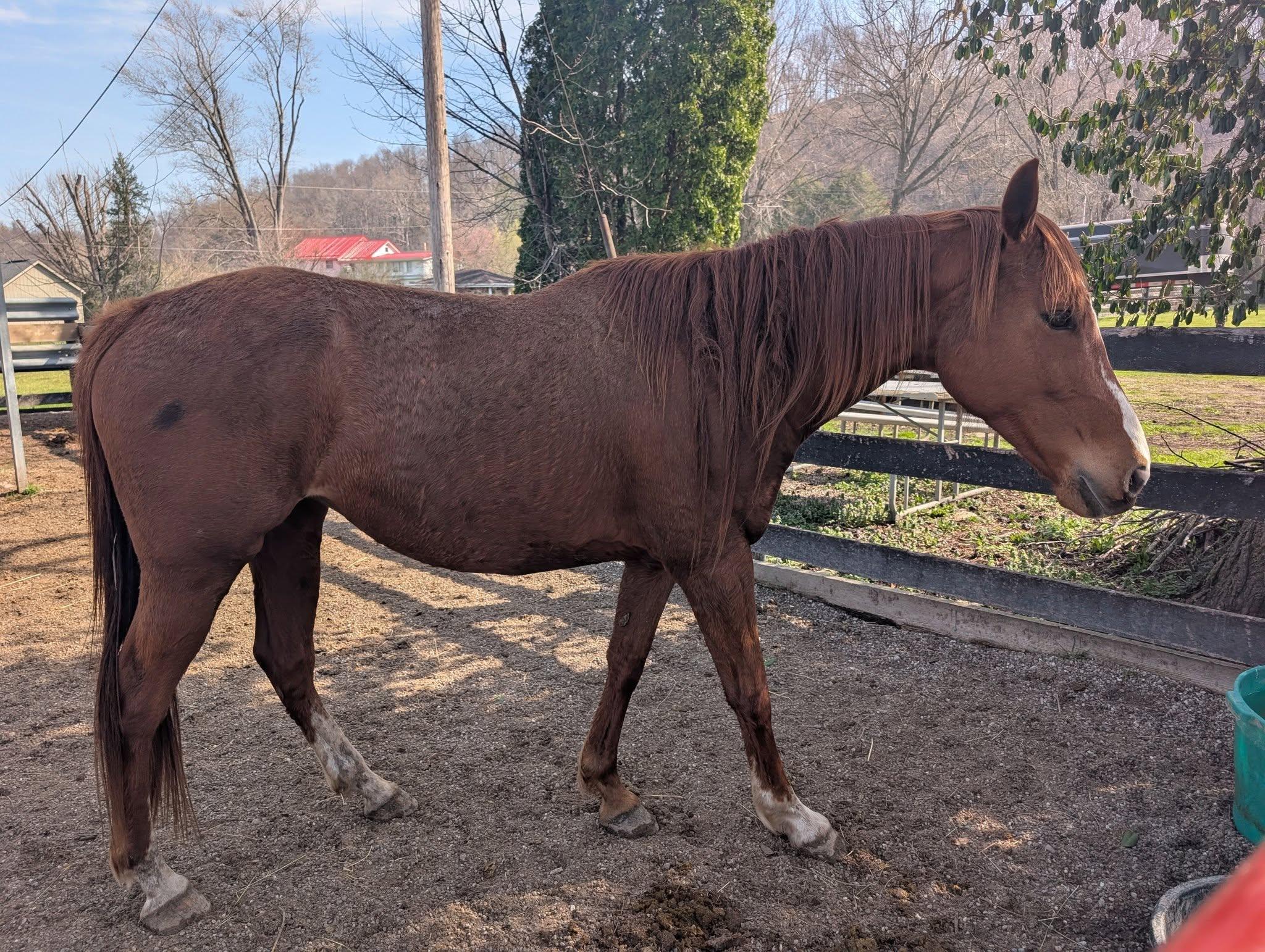 Enlarge Tori ATFO 2026 Diamond Division  , a Adoptable Thoroughbred in Huntington, WV image 2/5