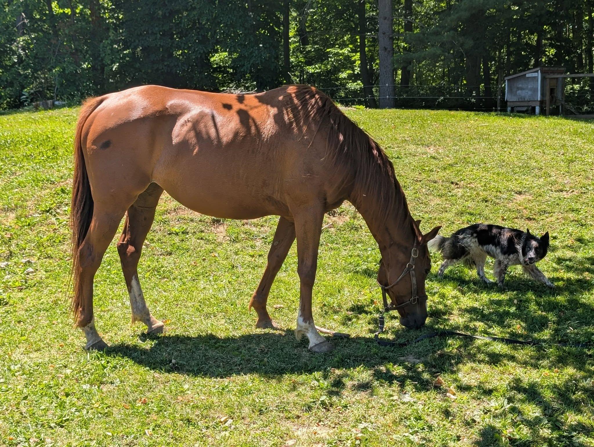 Tori ATFO 2026 Diamond Division  , ADOPTABLE, Adult Female Thoroughbred.