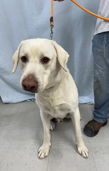 Hall, Adoptable, Adult Male Labrador Retriever & Mixed Breed.