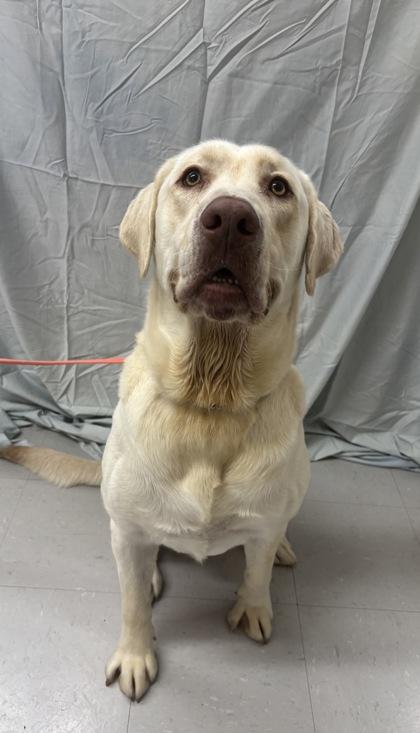 Hall, a Adoptable mixed breed in McCook, NE image 2/3