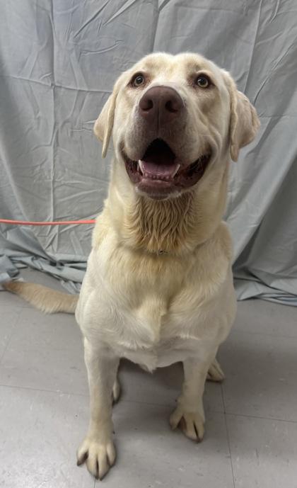 Hall, a Adoptable mixed breed in McCook, NE image 3/3