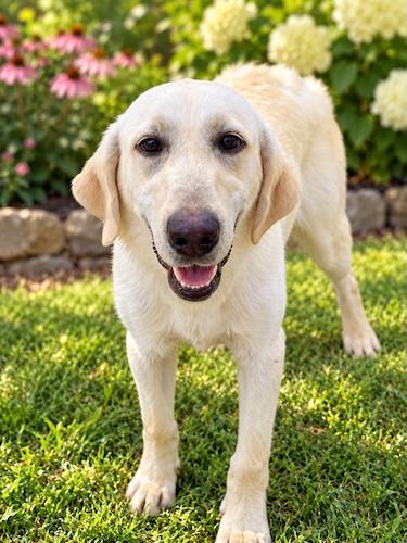 Enlarge Myles 8, a Adopted Yellow Labrador Retriever in Killingworth, CT image 3/3