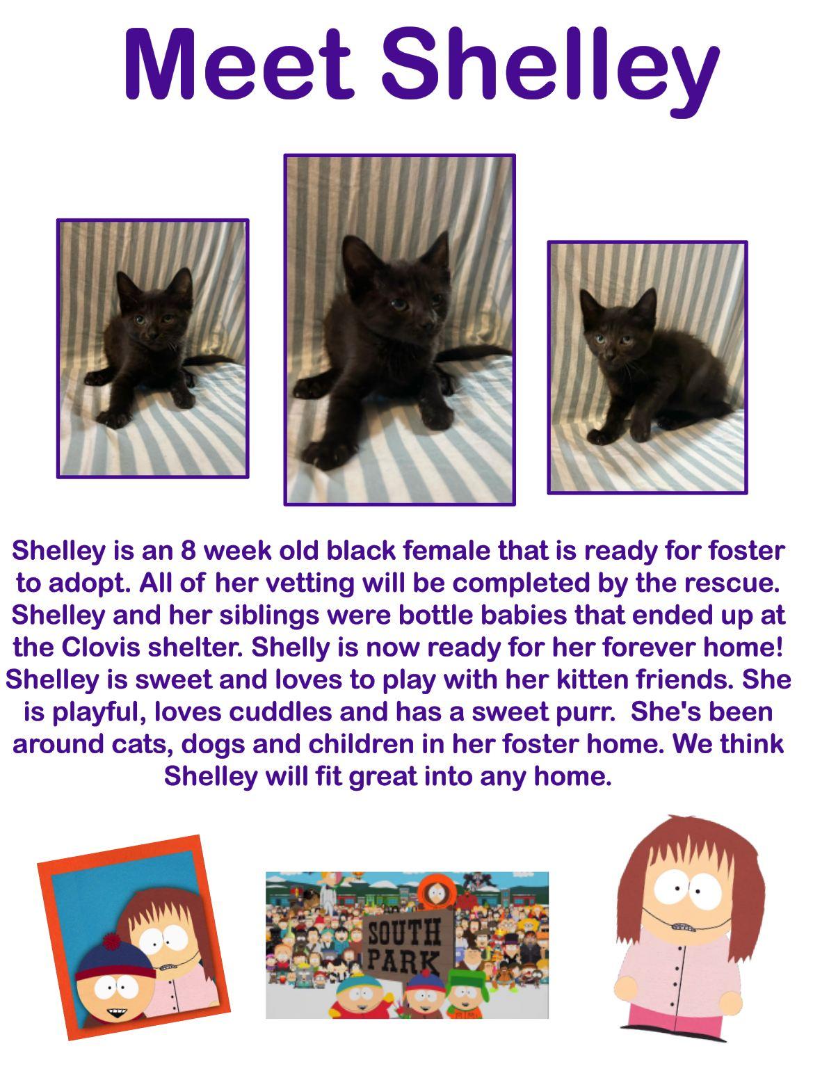 Shelley, an adoptable Domestic Short Hair in Clovis, NM, 88101 | Photo Image 1