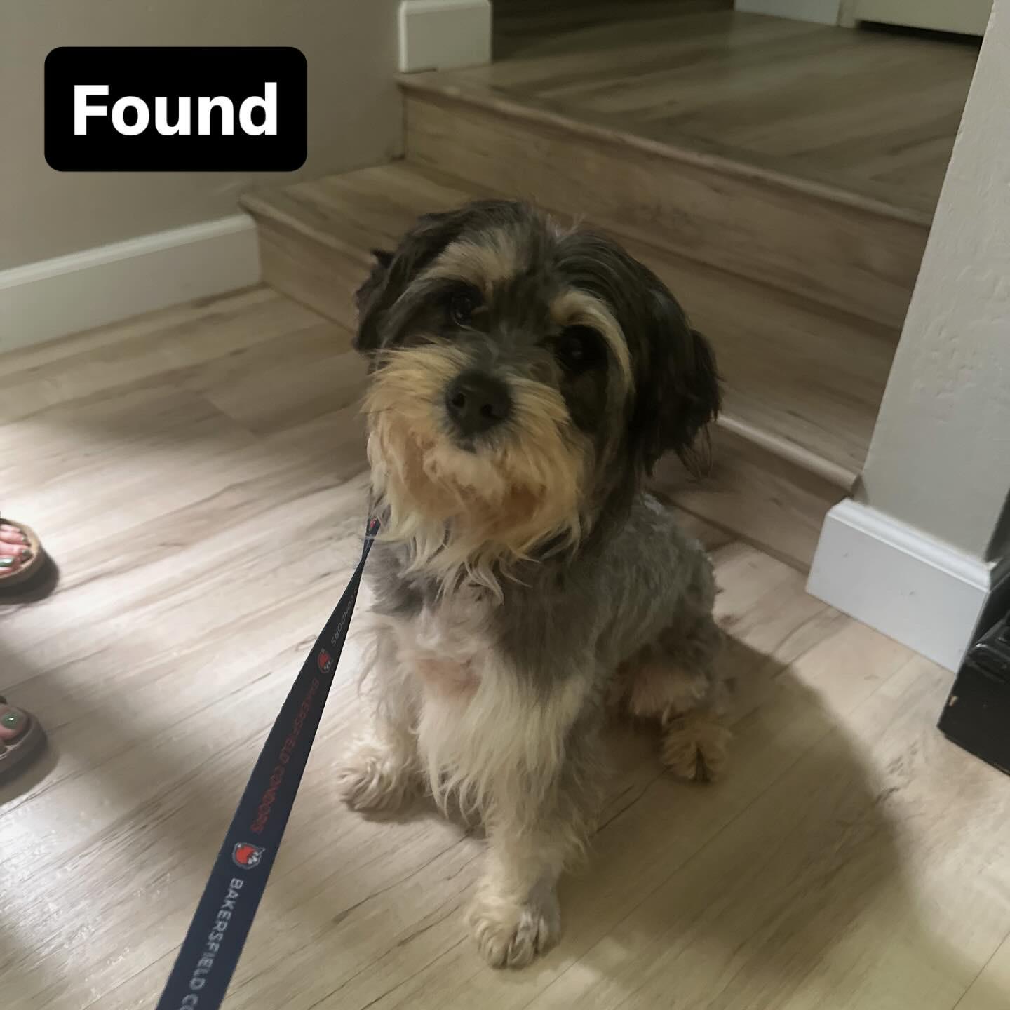 Chase, Adoptable, Adult Male Miniature Schnauzer & Poodle.