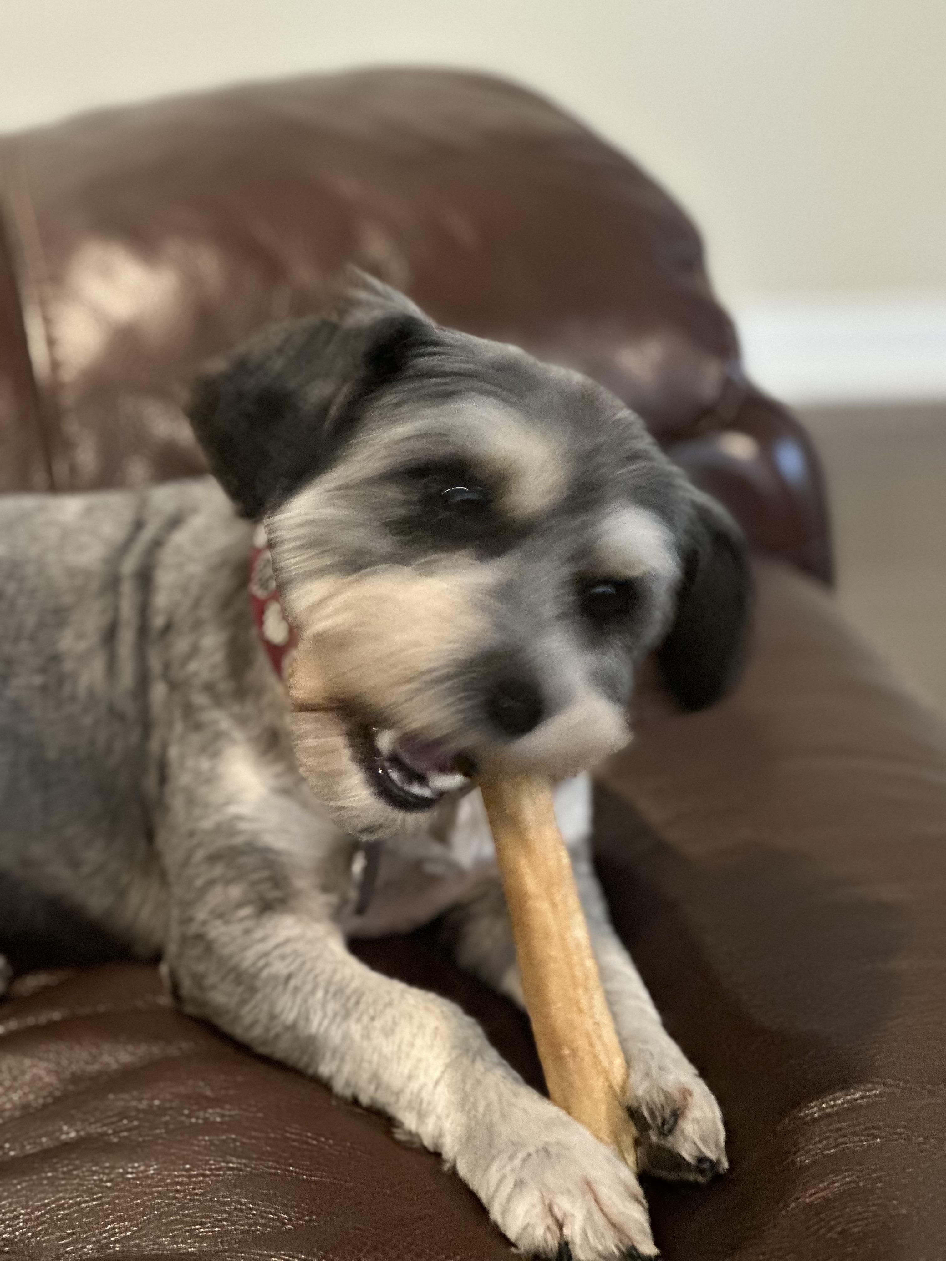 Enlarge Chase, a Adoptable mixed breed in Bakersfield, CA image 3/6