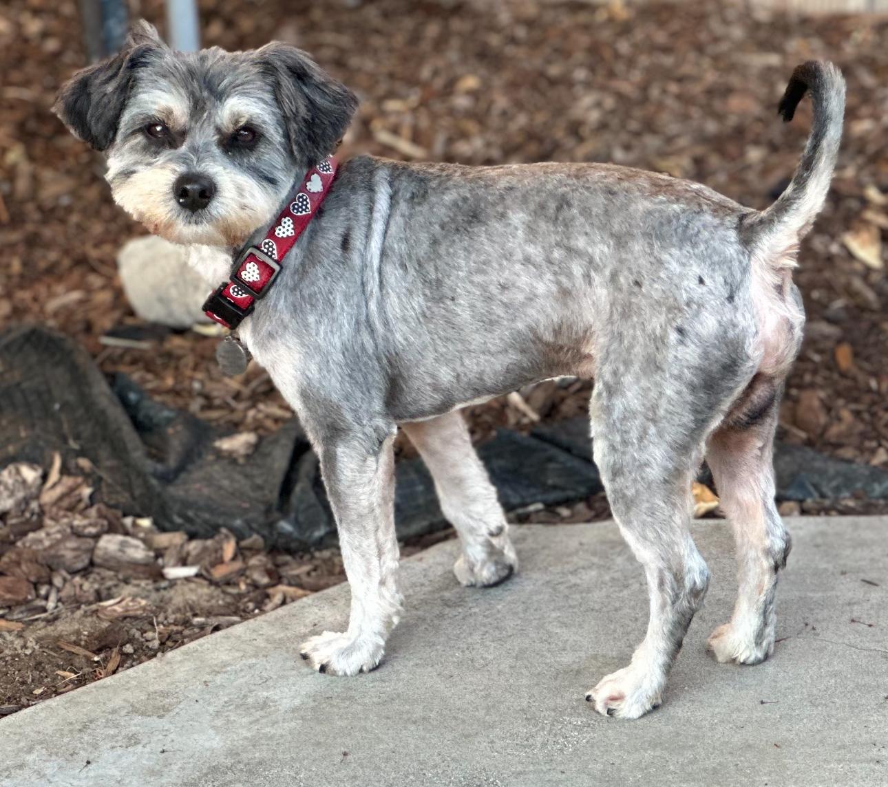Enlarge Chase, a Adoptable mixed breed in Bakersfield, CA image 4/6