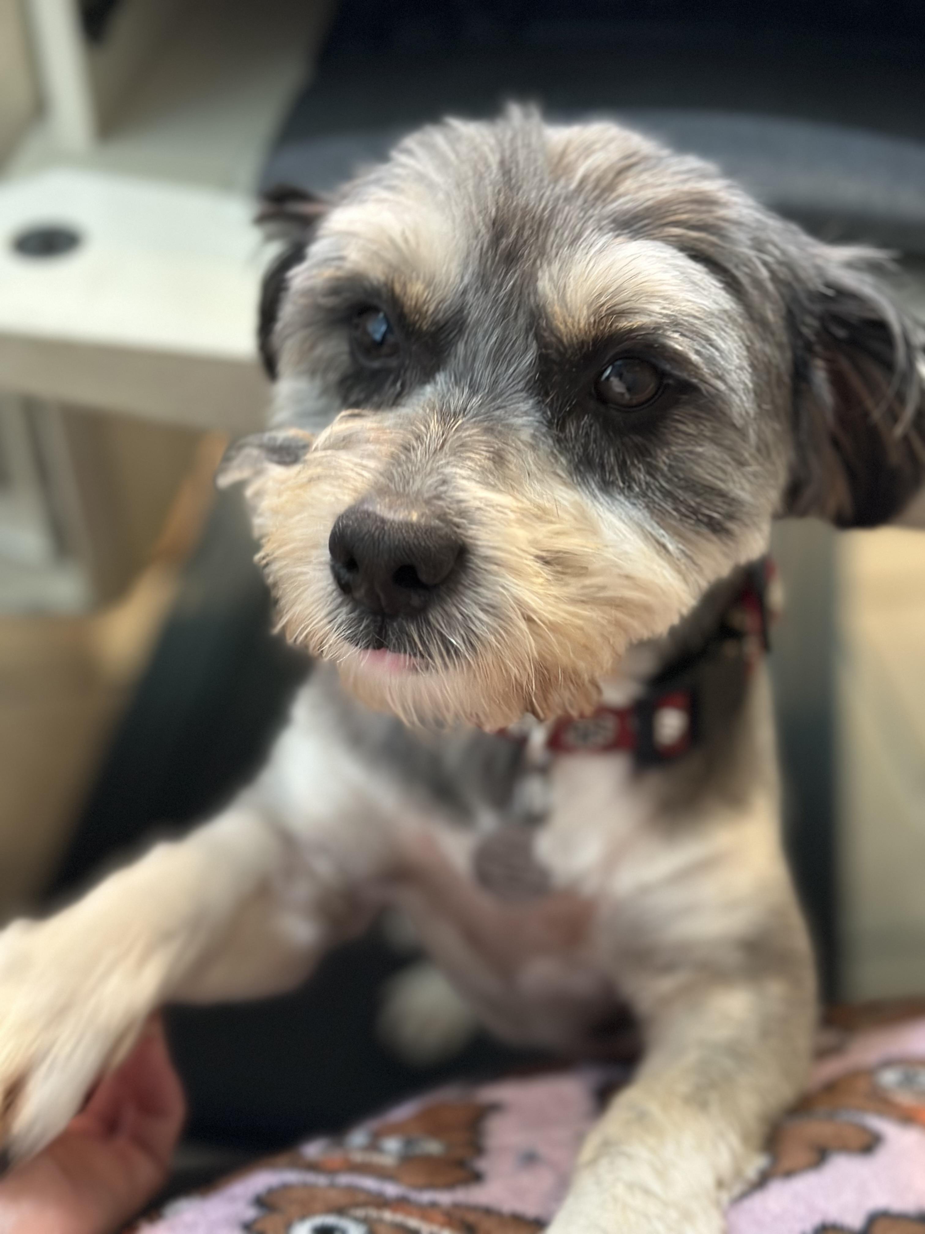 Enlarge Chase, a Adoptable mixed breed in Bakersfield, CA image 6/6