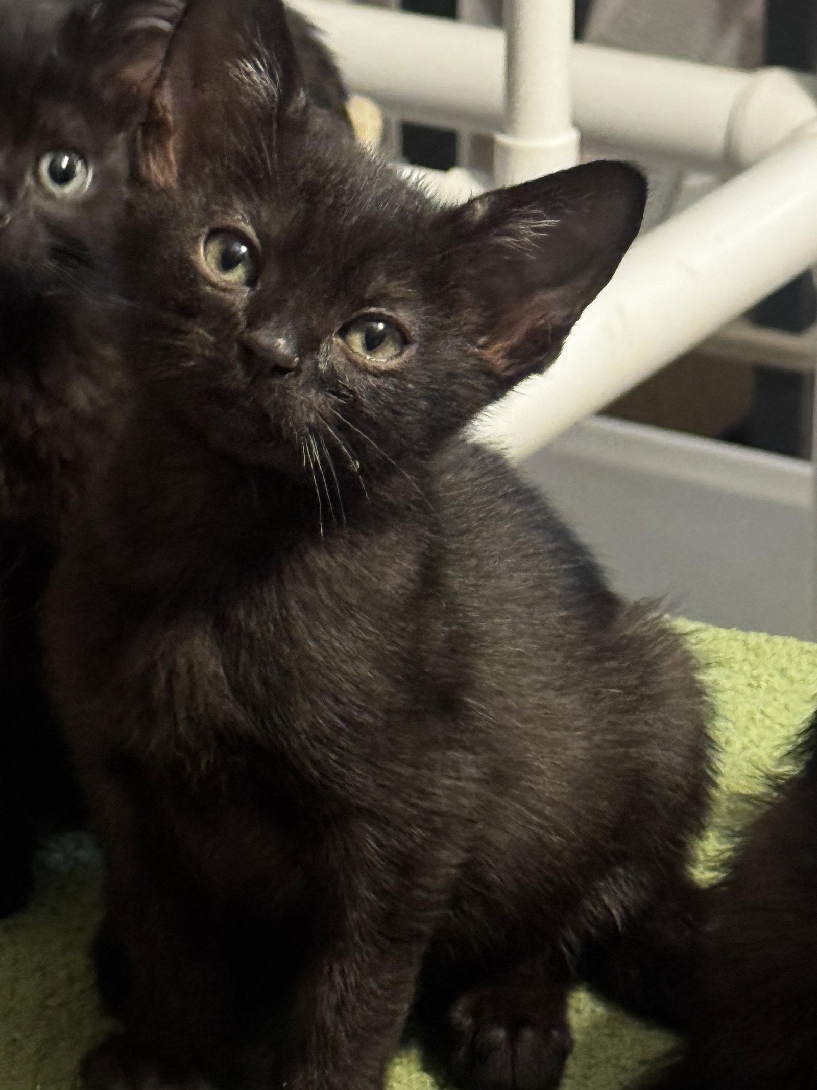 Baxter, Adopted, Kitten Male Domestic Short Hair.