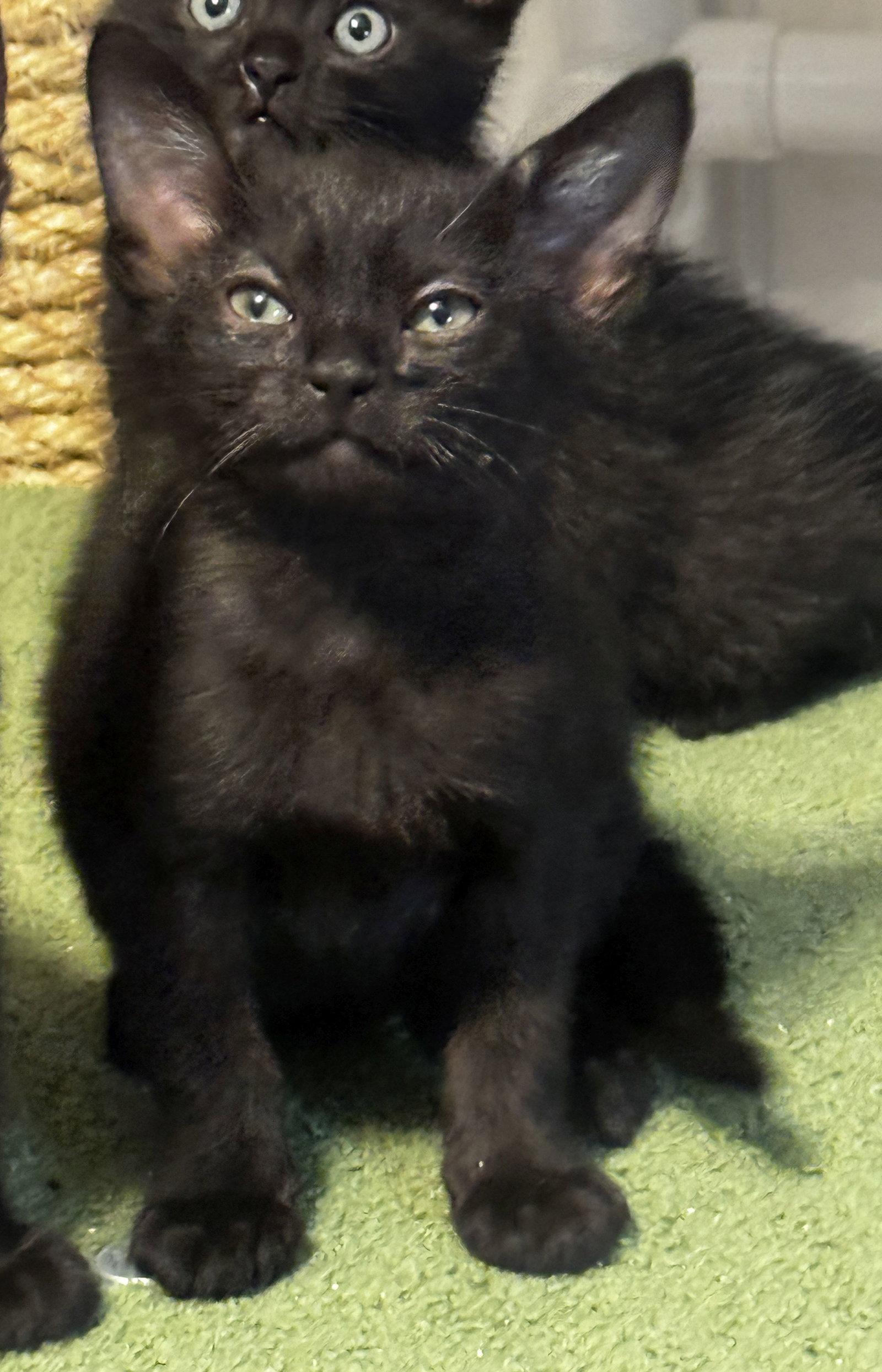Baxter, a Adopted Domestic Short Hair in Seal Beach, CA image 2/3