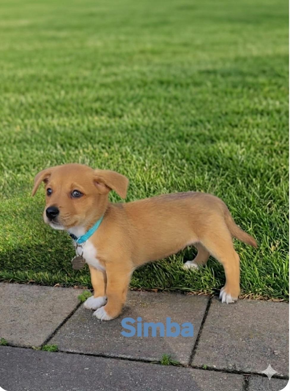 Simba, adopted, Puppy Male Chihuahua.