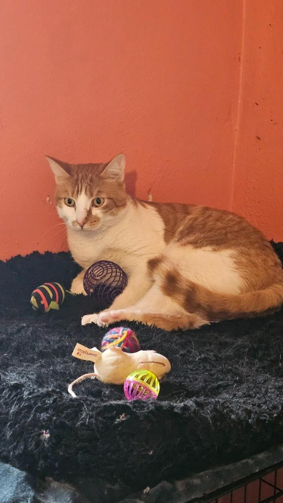PUMPKIN, Adoptable, Adult Male Domestic Short Hair.