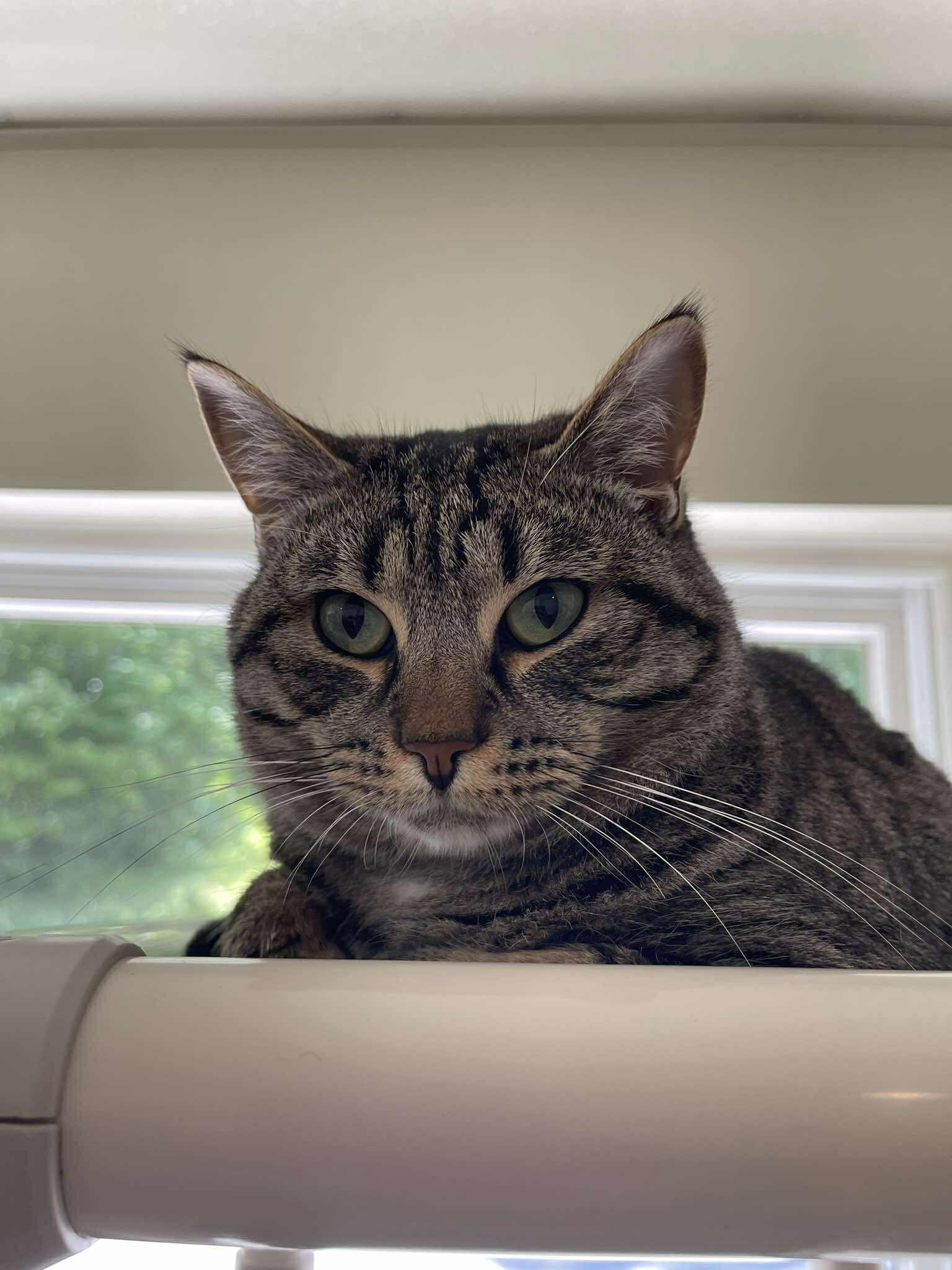 Enlarge Conspiracy, a ADOPTABLE Domestic Short Hair in Winthrop, ME image 2/3