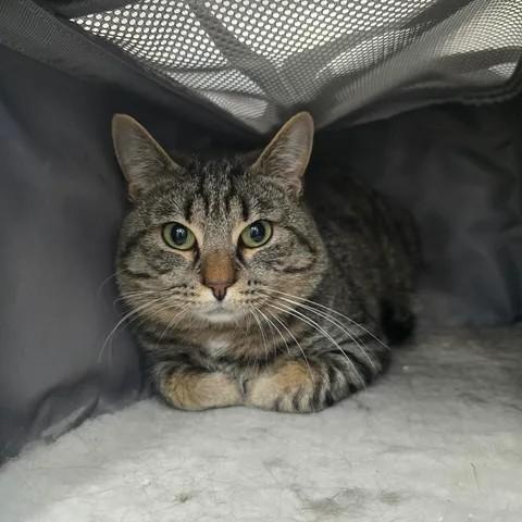 Enlarge Conspiracy, a ADOPTABLE Domestic Short Hair in Winthrop, ME image 1/1
