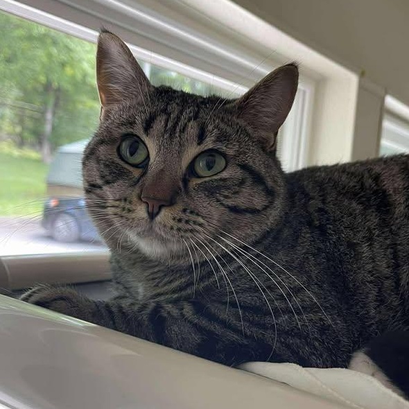 Conspiracy, ADOPTABLE, Adult Male Domestic Short Hair.