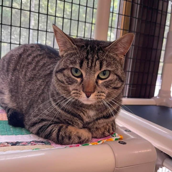 Conspiracy, ADOPTABLE, Adult Male Domestic Short Hair.