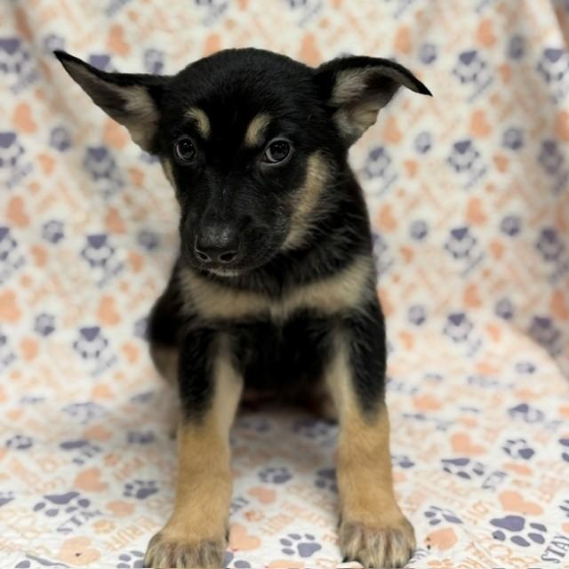 Yumi, Adoptable, Puppy Female German Shepherd Dog.