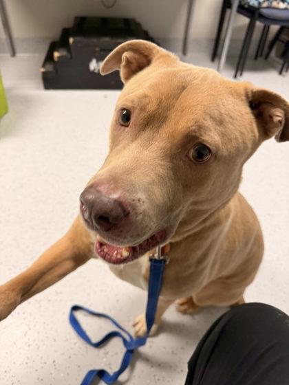 Enlarge Simba, a Adoptable mixed breed in Batavia, OH image 3/6