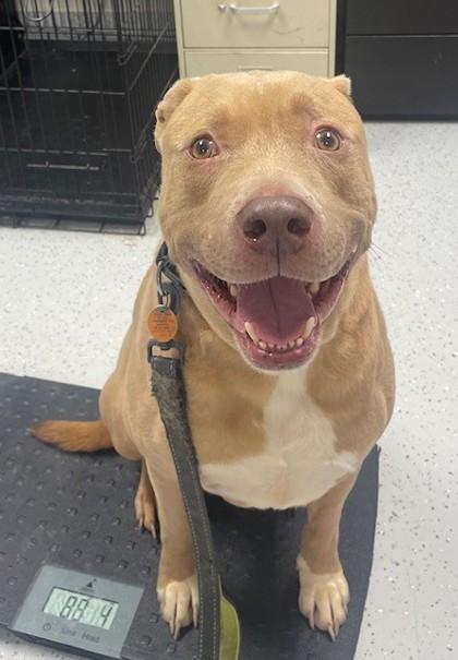 Enlarge Simba, a Adoptable mixed breed in Batavia, OH image 5/6