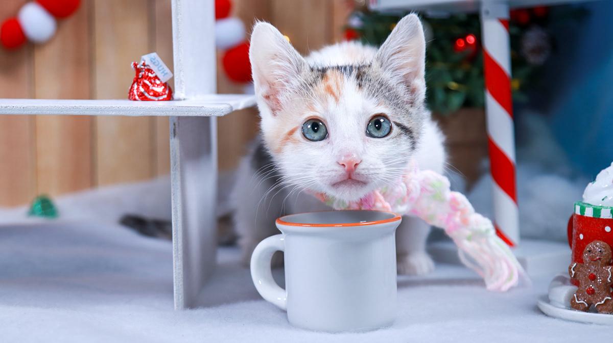 Popcorn (Poppy), an adopted mixed breed in Parker, TX image 2/5