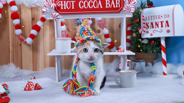 Popcorn (Poppy), an adopted mixed breed in Parker, TX image 4/5