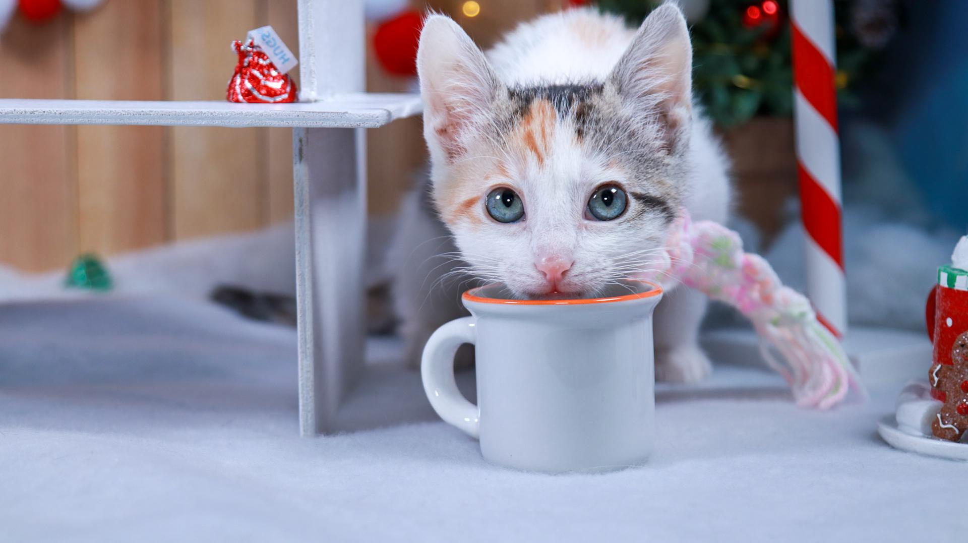 Popcorn (Poppy), adopted, Kitten Female Calico & Domestic Short Hair.