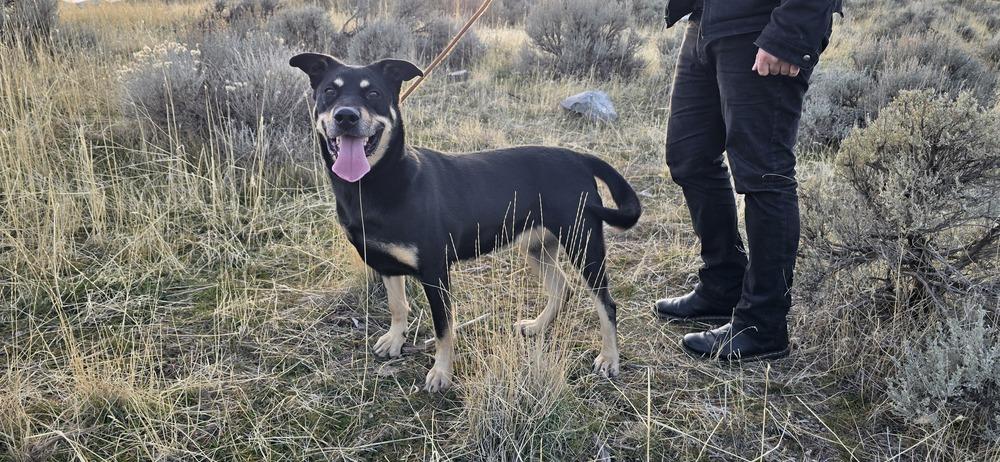 Enlarge Maple, a Adoptable mixed breed in Herriman, UT image 1/6