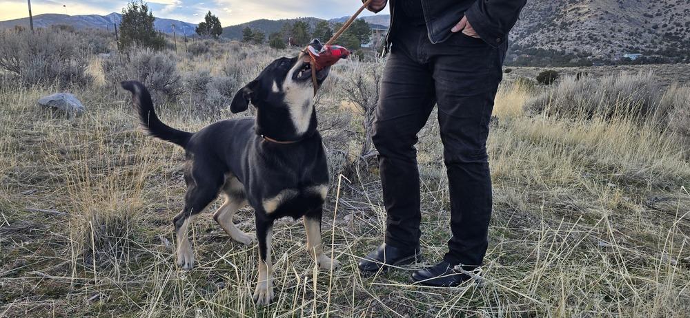 Enlarge Maple, a Adoptable mixed breed in Herriman, UT image 2/6