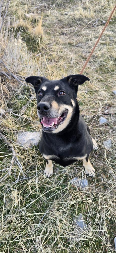 Enlarge Maple, a Adoptable mixed breed in Herriman, UT image 5/6