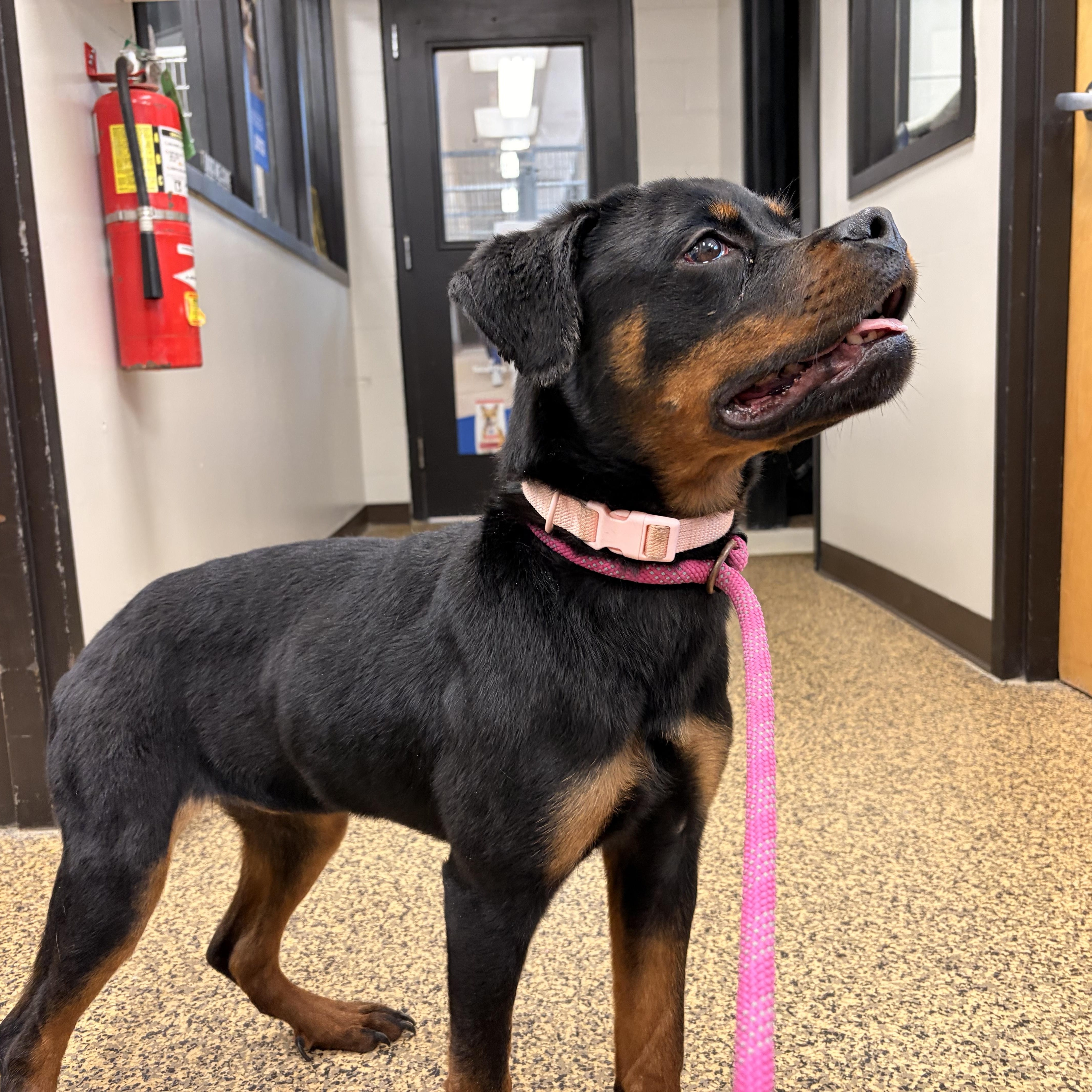 Enlarge Pink, an adopted Rottweiler in Saint Charles, MO image 1/1