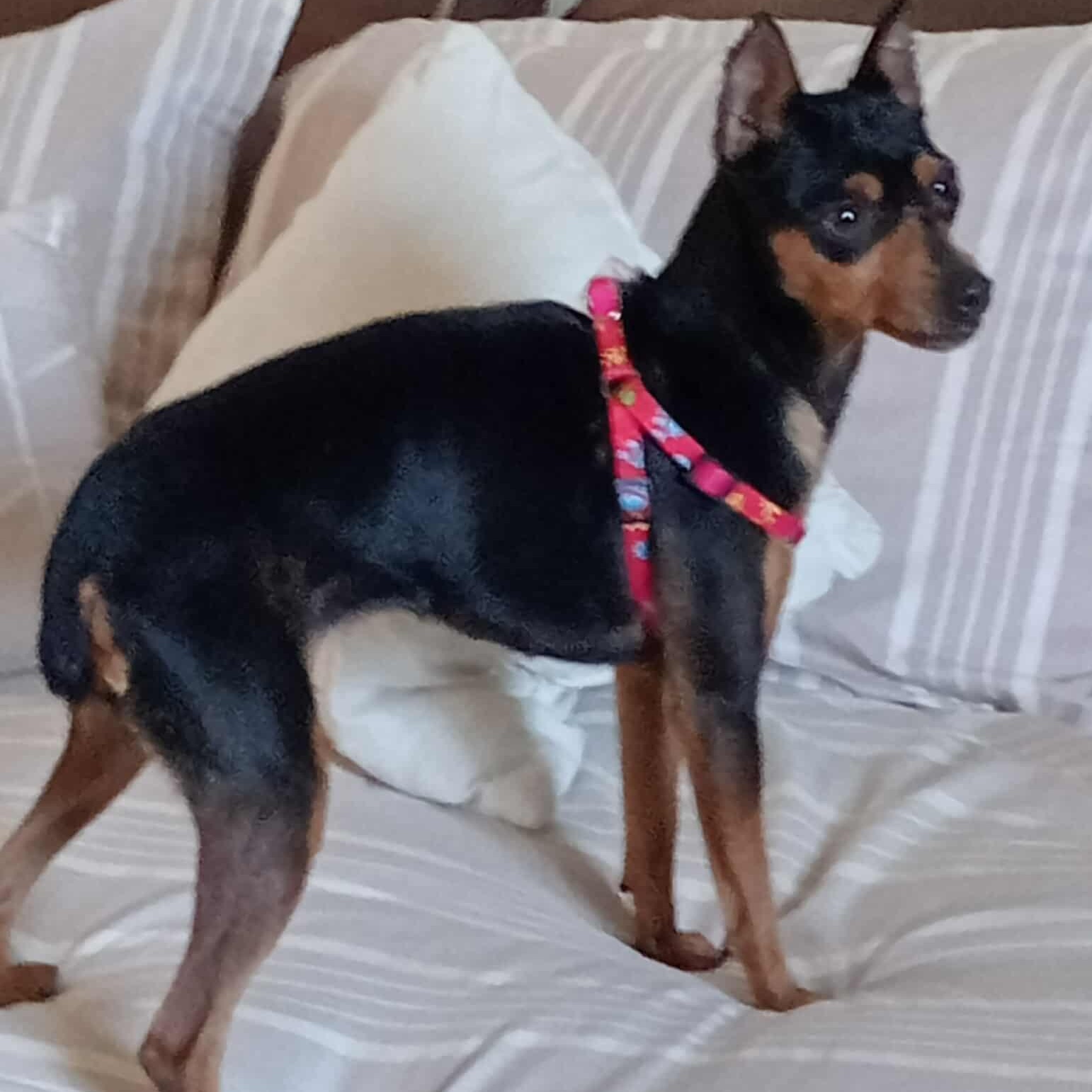 Enlarge VIVIAN 3+ years 8 pounds, a Adoptable Miniature Pinscher in san diego, CA image 4/6