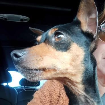 Enlarge VIVIAN 3+ years 8 pounds, a Adoptable Miniature Pinscher in san diego, CA image 1/6