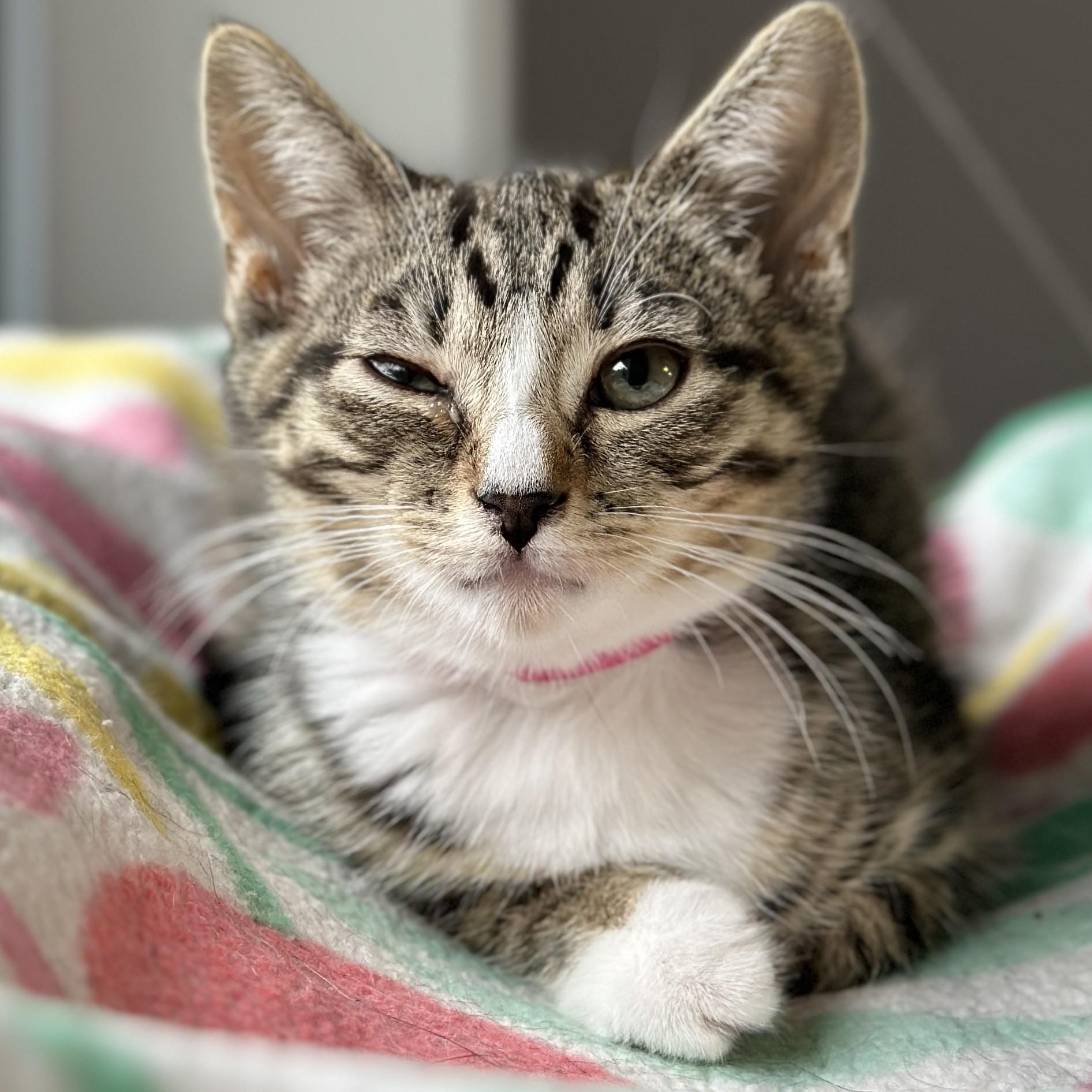Violet, an adopted Domestic Short Hair in Victor, NY image 3/4