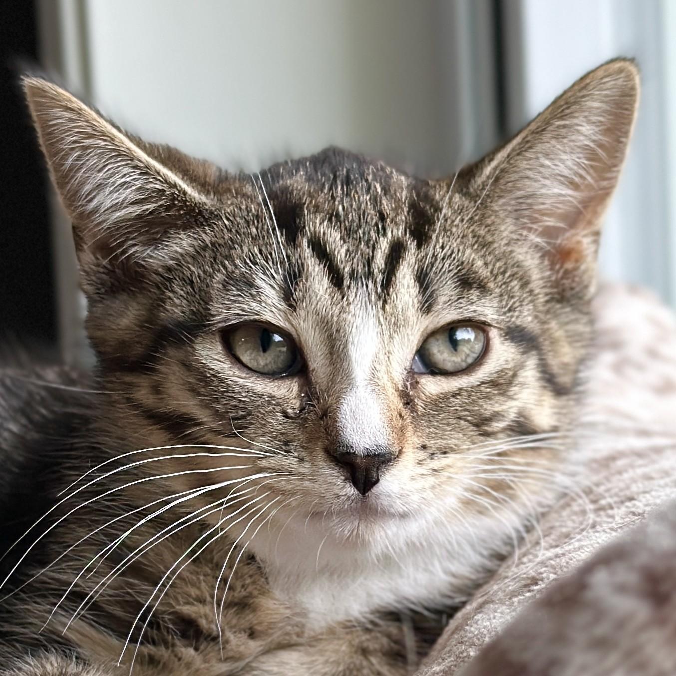 Violet, an adopted Domestic Short Hair in Victor, NY image 1/4