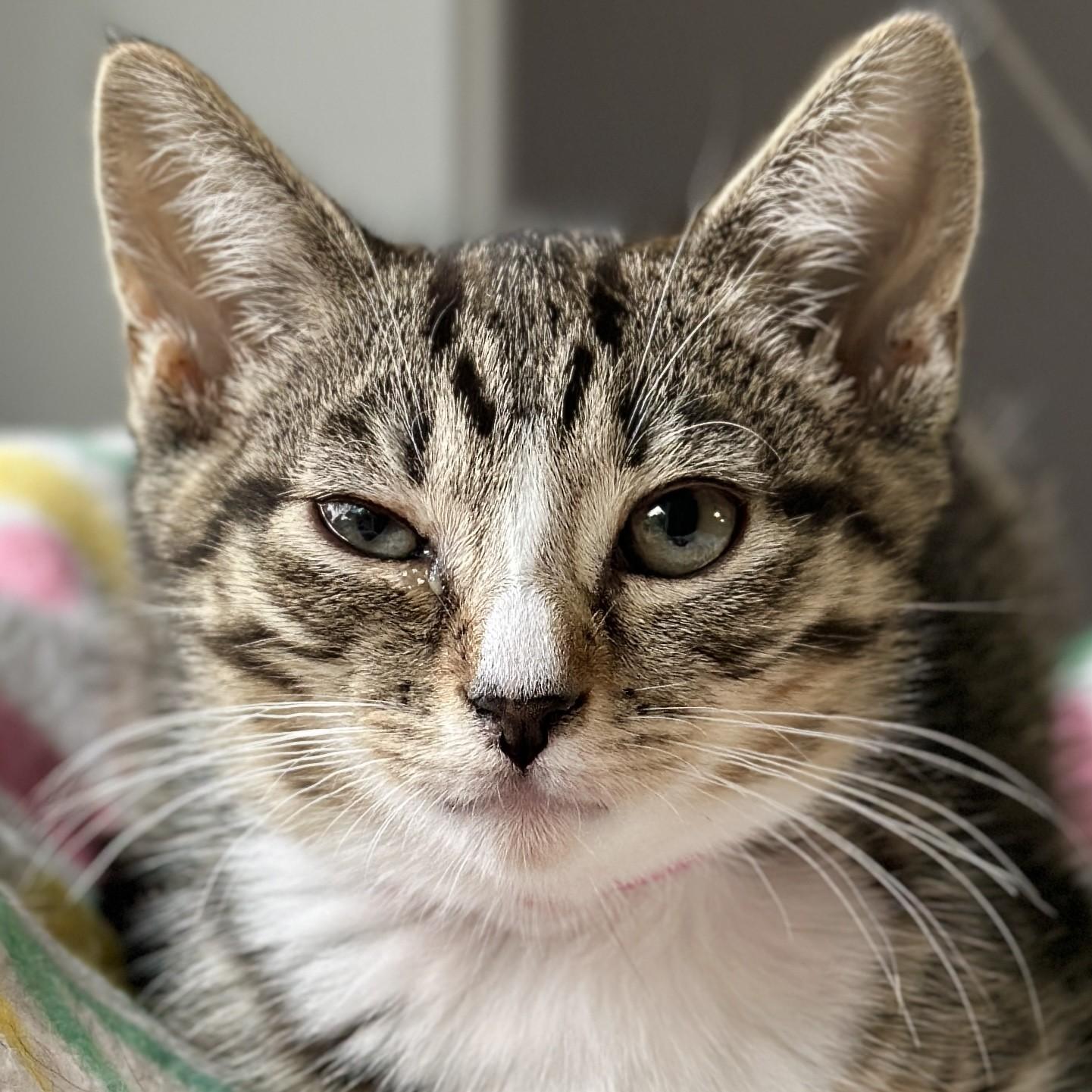 Violet, an adopted Domestic Short Hair in Victor, NY image 4/4