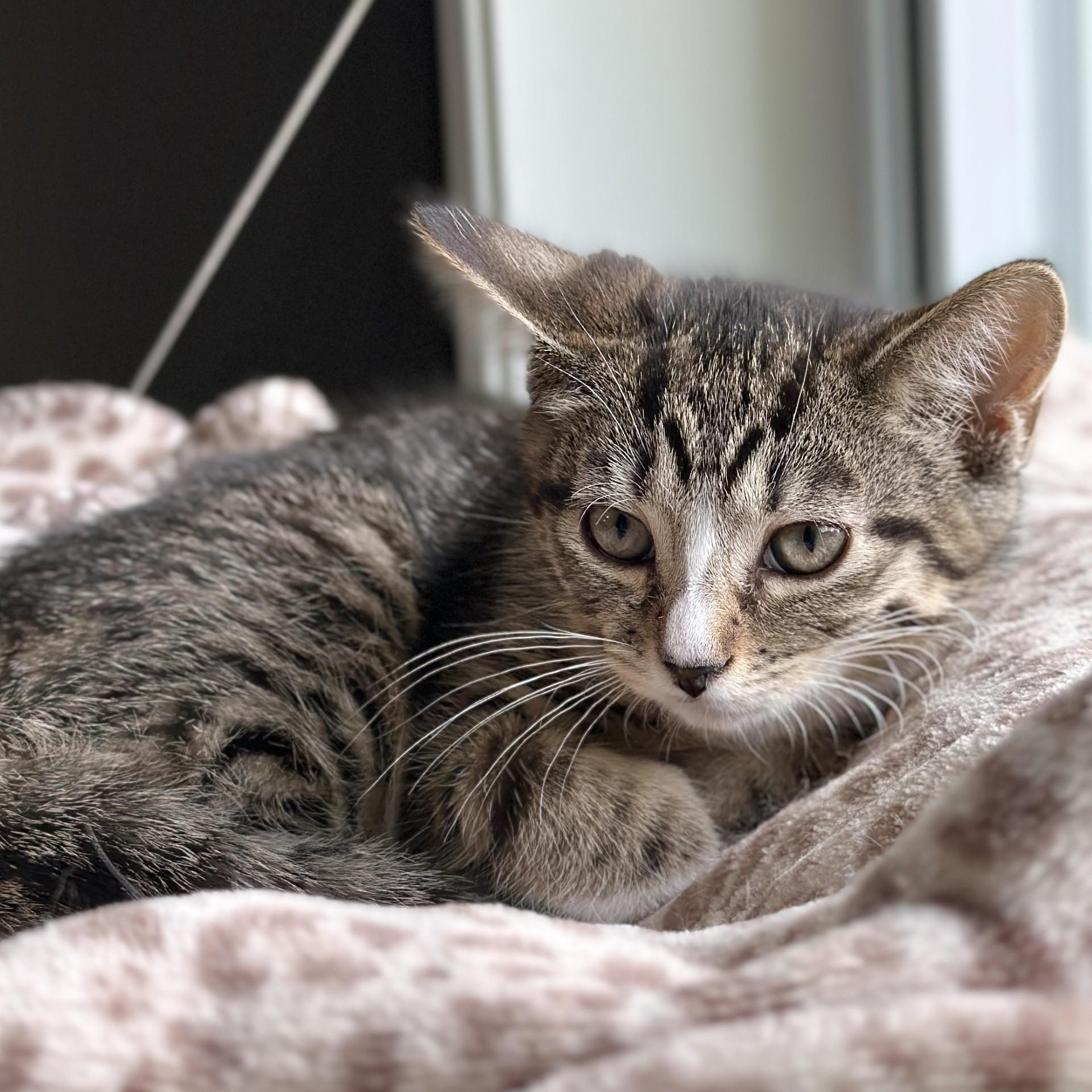 Violet, an adopted Domestic Short Hair in Victor, NY image 2/4