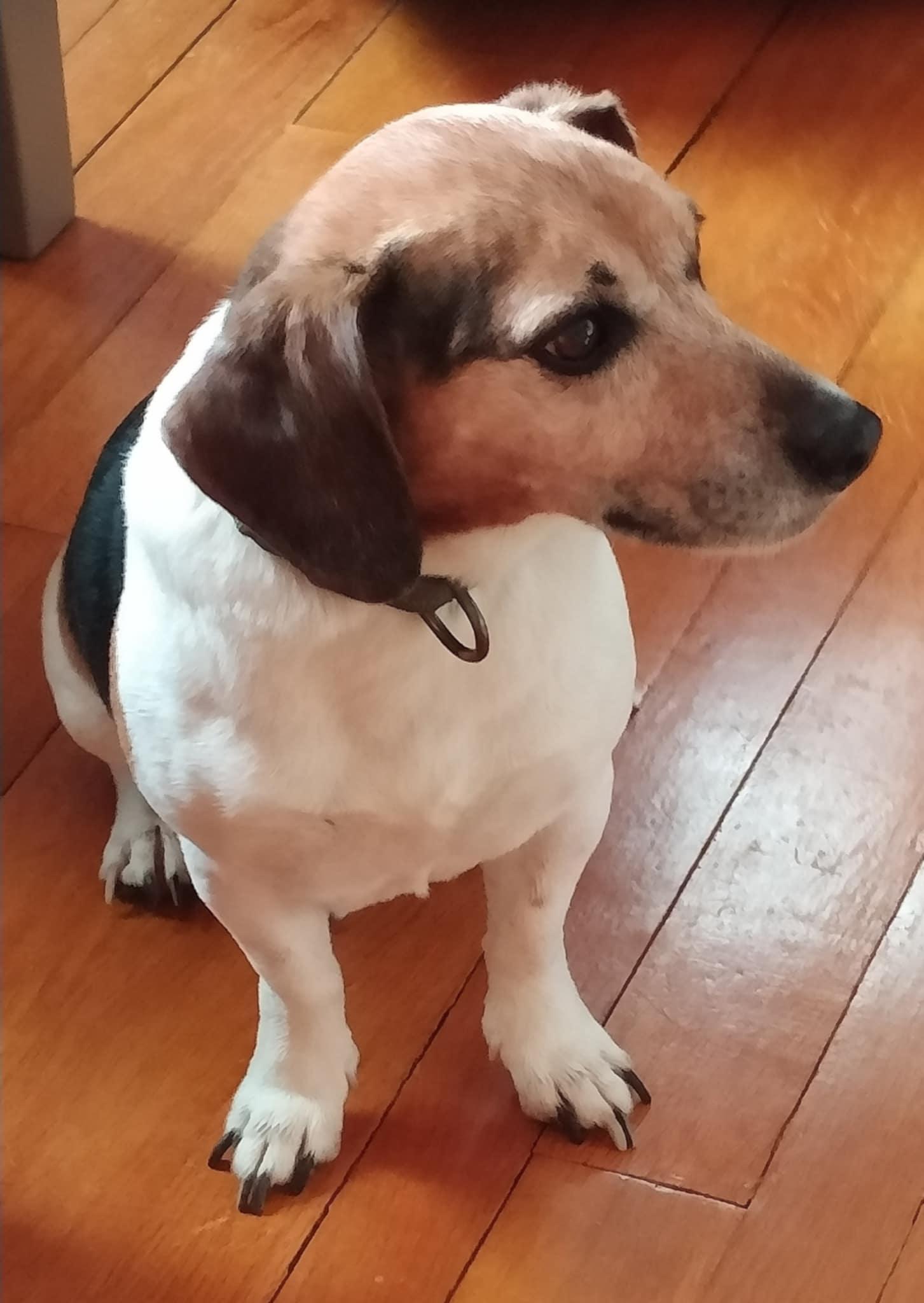 Leo, Adopted, Adult Male Jack Russell Terrier.