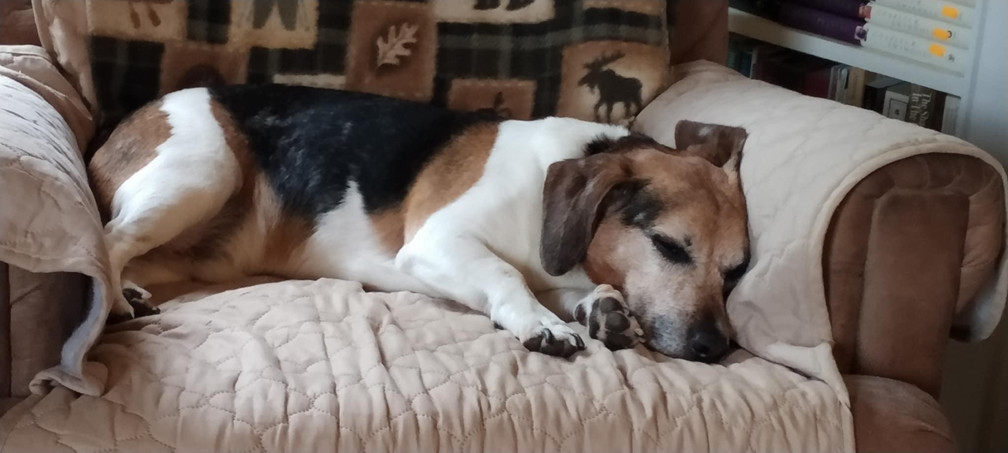 Leo, a Adopted Jack Russell Terrier in Conshohocken, PA image 2/4