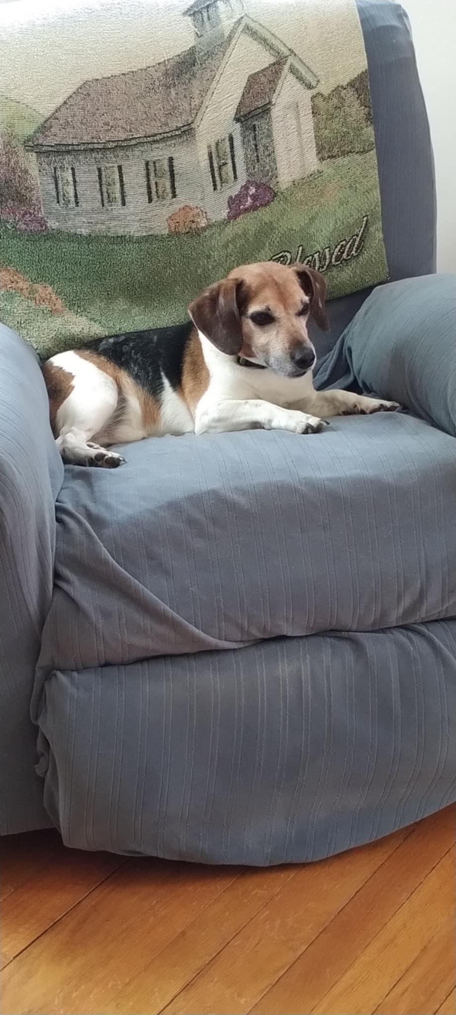 Leo, a Adopted Jack Russell Terrier in Conshohocken, PA image 3/4