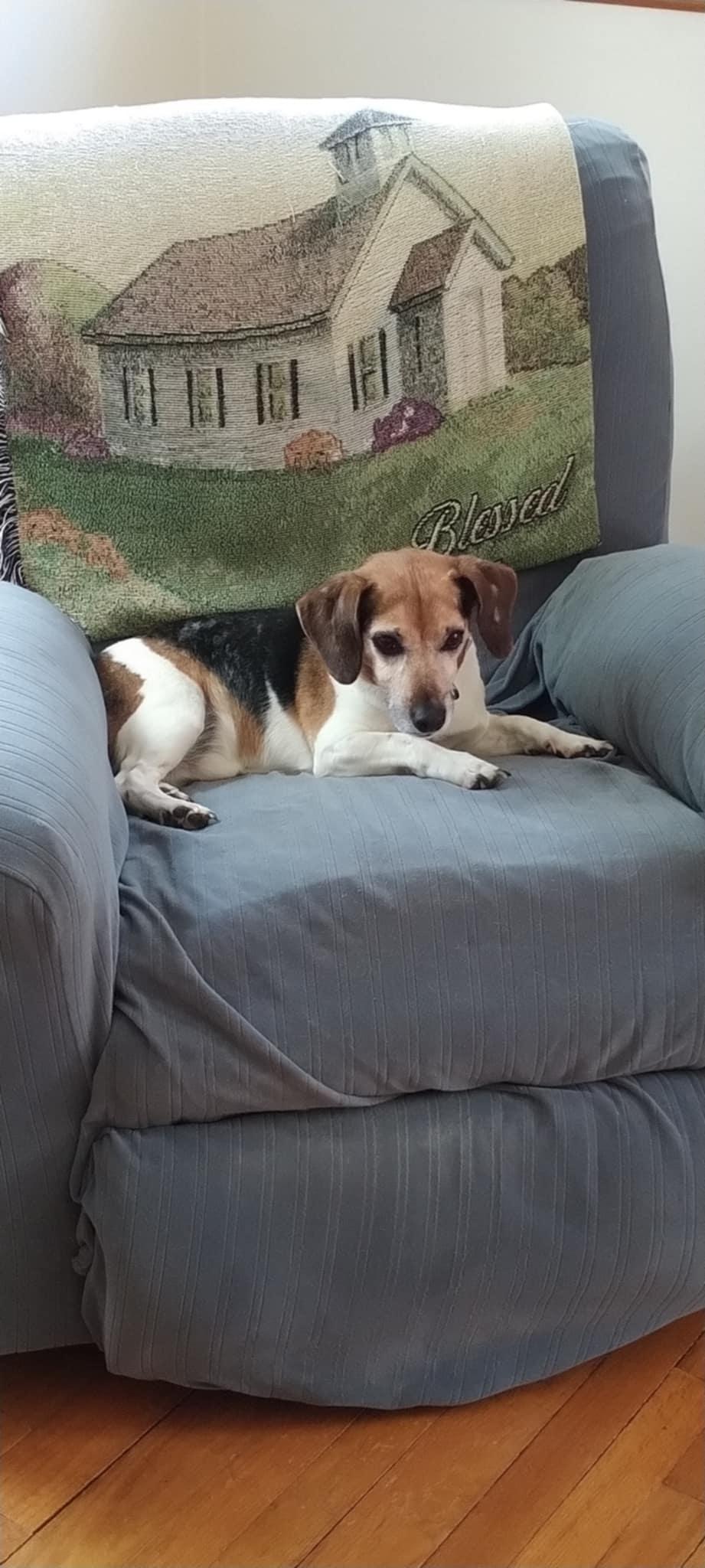 Leo, a Adopted Jack Russell Terrier in Conshohocken, PA image 4/4