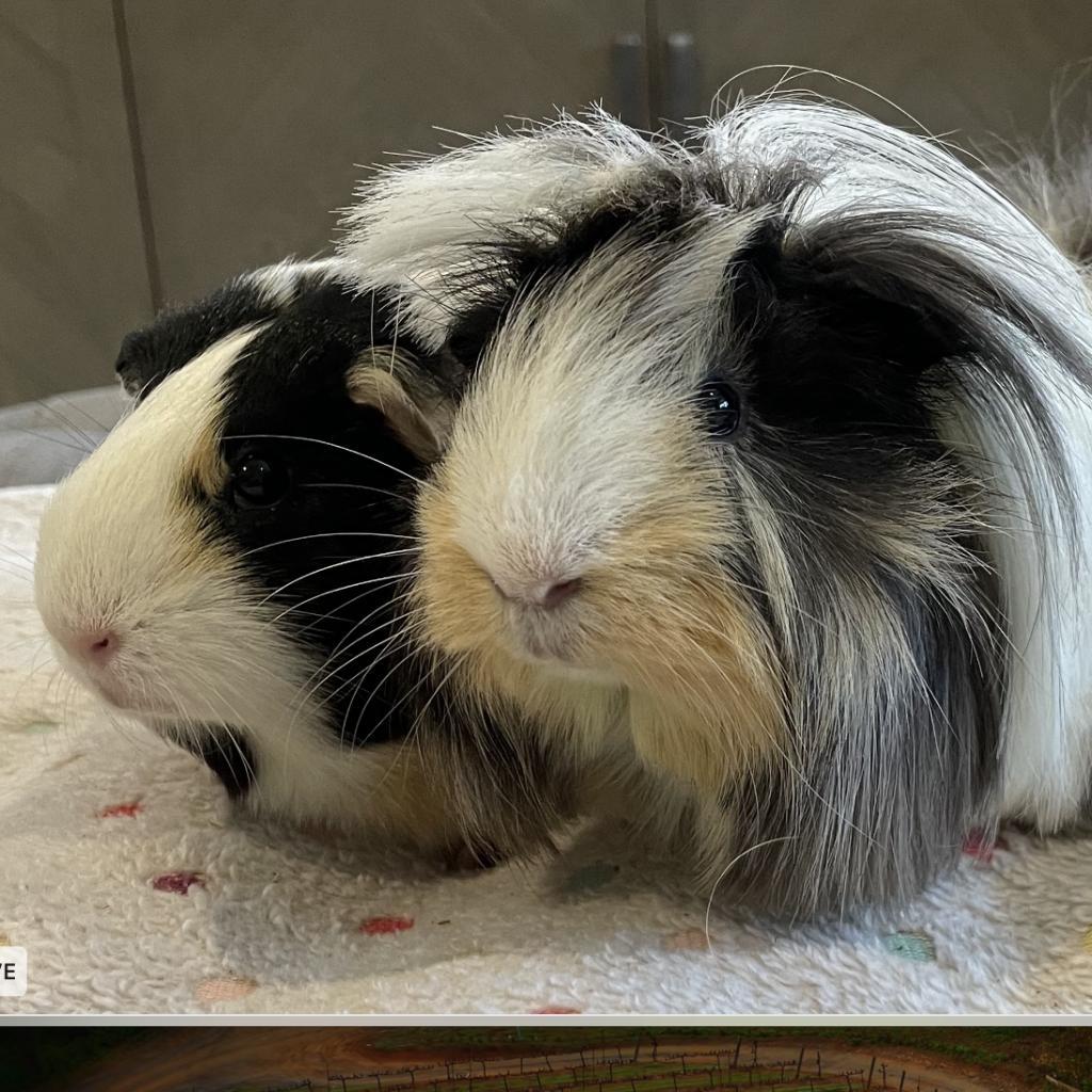 Calliope, Adoptable, Adult Female Guinea Pig.