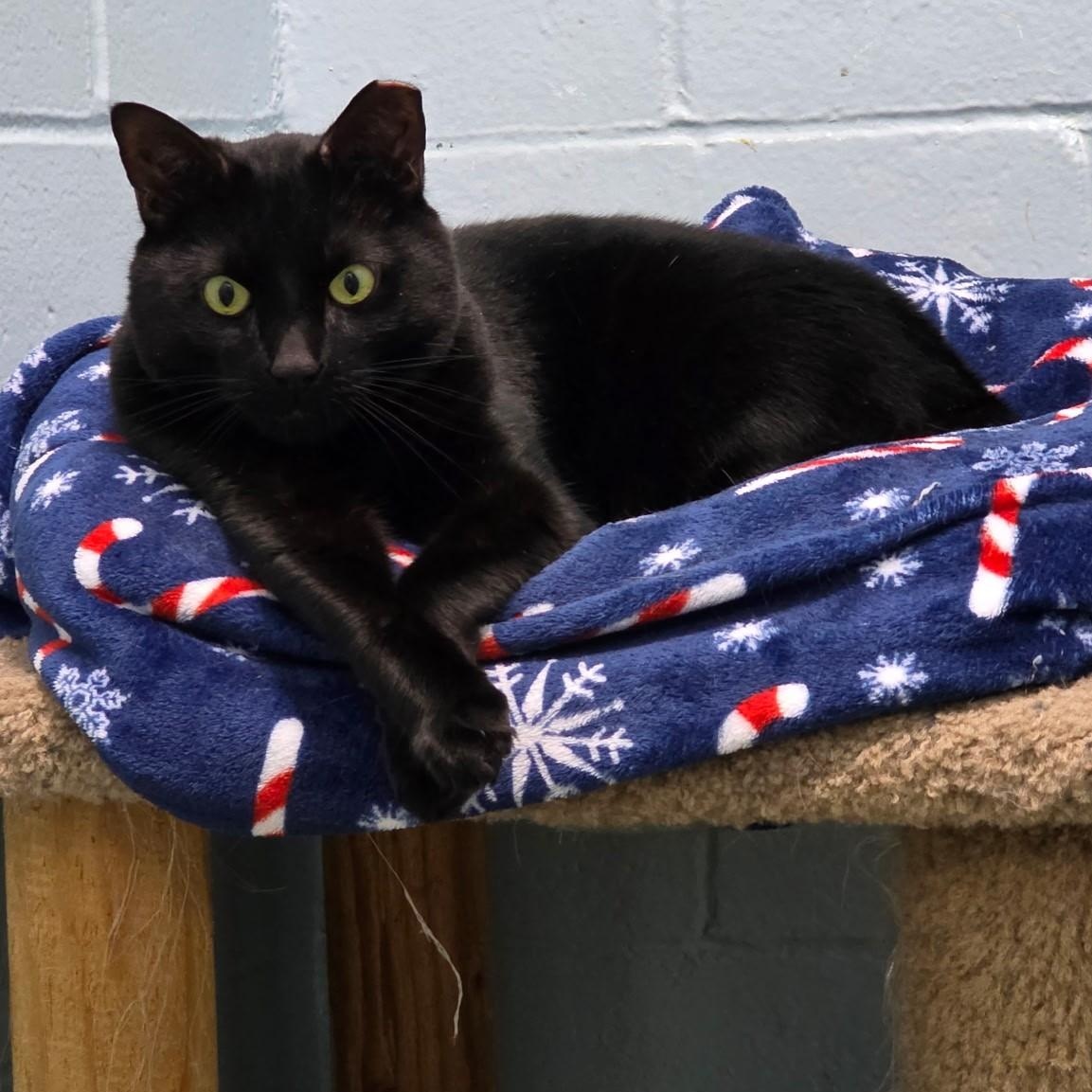 Ben, ADOPTABLE, Adult Male Domestic Short Hair.