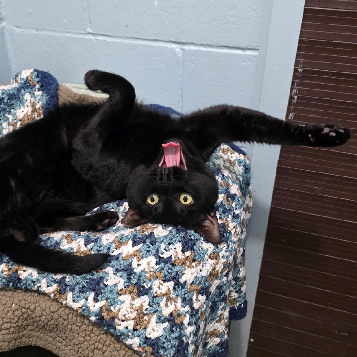 Ben, a ADOPTABLE mixed breed in Smithtown, NY image 2/2